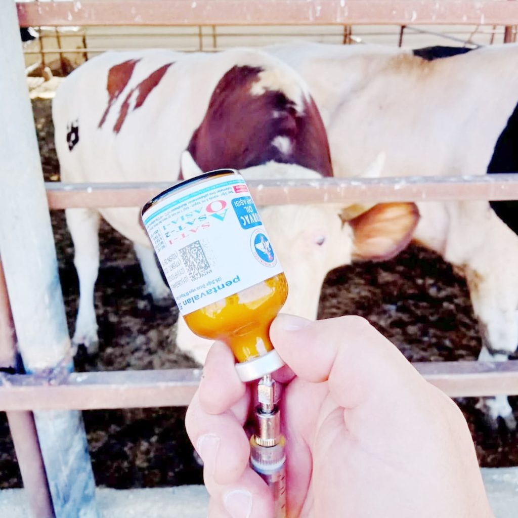 Tarım Bakanlığı’ndan Şap açıklaması