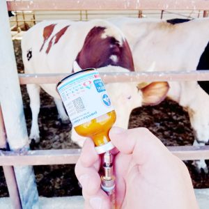 Tarım Bakanlığı’ndan Şap açıklaması