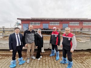 Etçi ırk damızlık büyükbaş teslimatları başladı