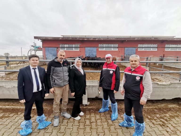 Etçi ırk damızlık büyükbaş teslimatları başladı