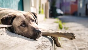 Hayvanını sokağa bırakana 86 bin TL para cezası