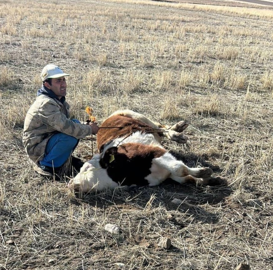 Kayıp büyükbaş jandarma ekiplerince bulundu