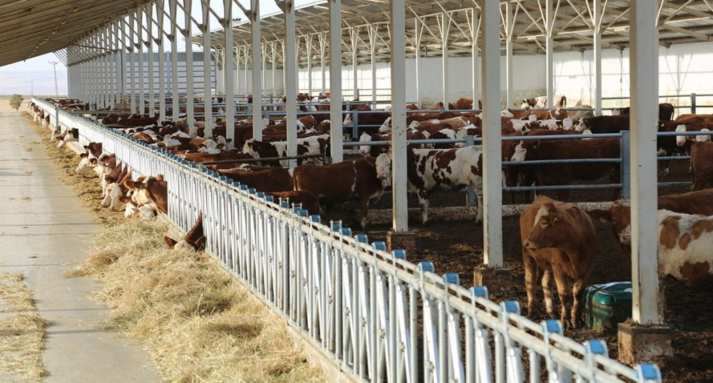 186 dönümlük dev çiftlik satışta