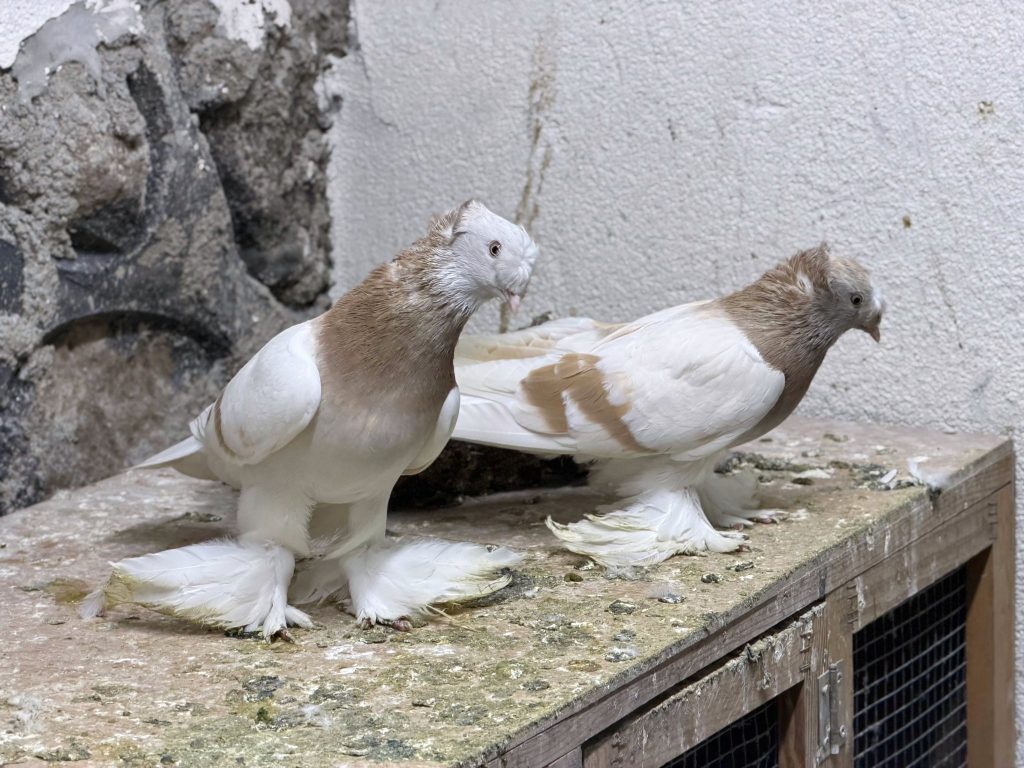 Şaşırtan Haciz: Güvercinlere el konuldu
