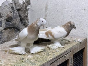 Şaşırtan Haciz: Güvercinlere el konuldu