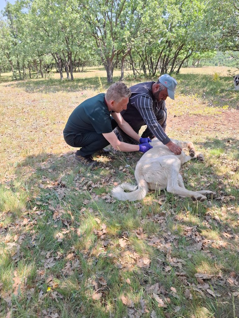 Evcil hayvan sahiplerine 31 Aralık uyarısı