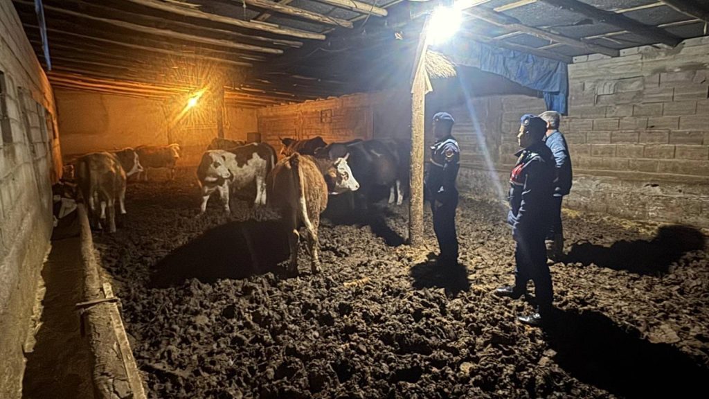 Kayıp hayvanlar bulunarak sahibine teslim edildi