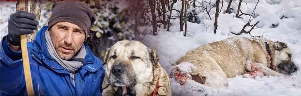 Çoban köpeği ormanlık alanda tüfekle öldürüldü