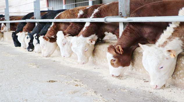 2026 besilik hayvan ithalatı takvimi açıklandı