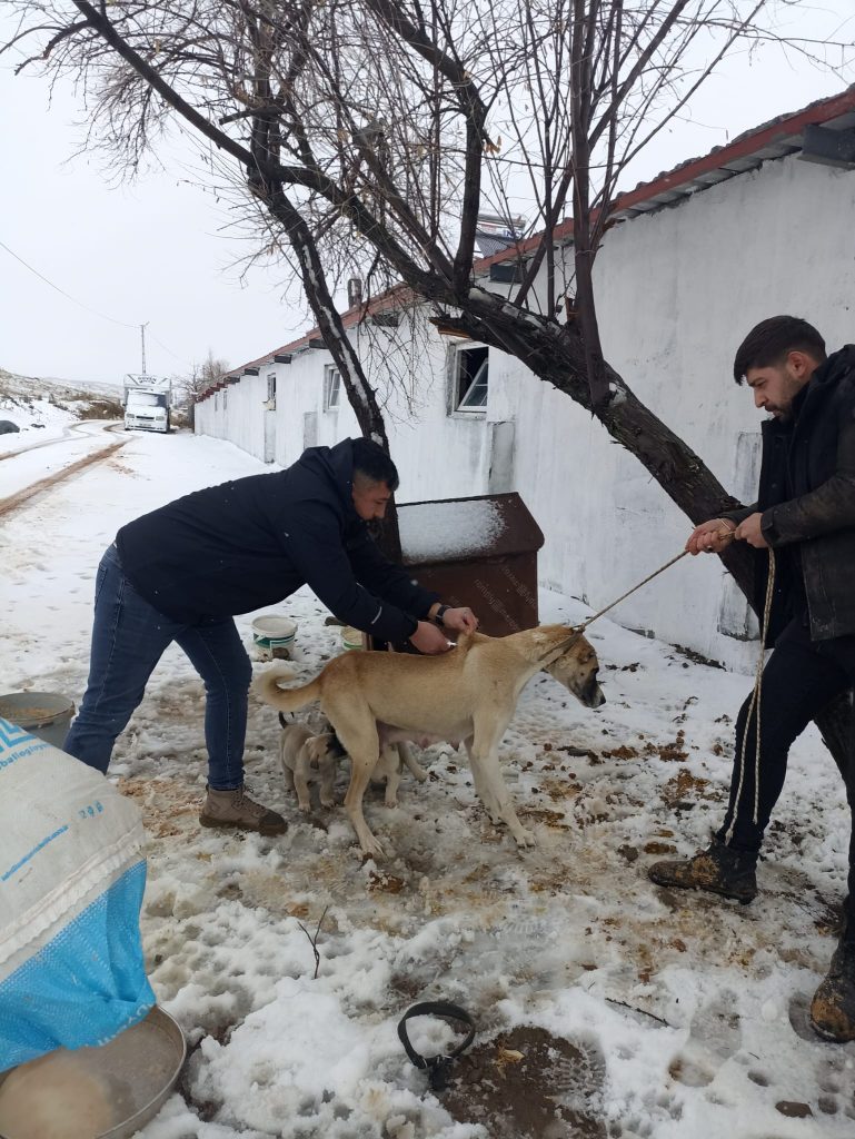 Yozgat’ta 7 bin 548 sahipli hayvana mikroçip uygulandı