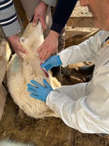 Şap hastalığına karşı önleyici adım