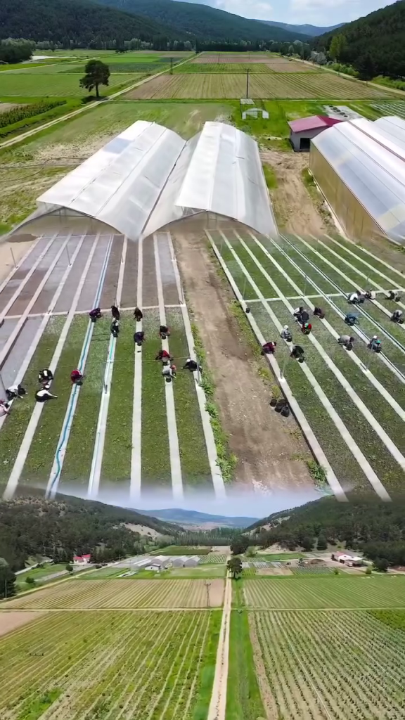 Akdağmadeni’nde fidan üretimi hız kazandı