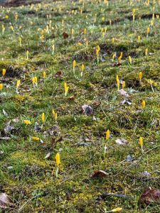 Baharın habercisi çiğdemler doğayı renklendirdi