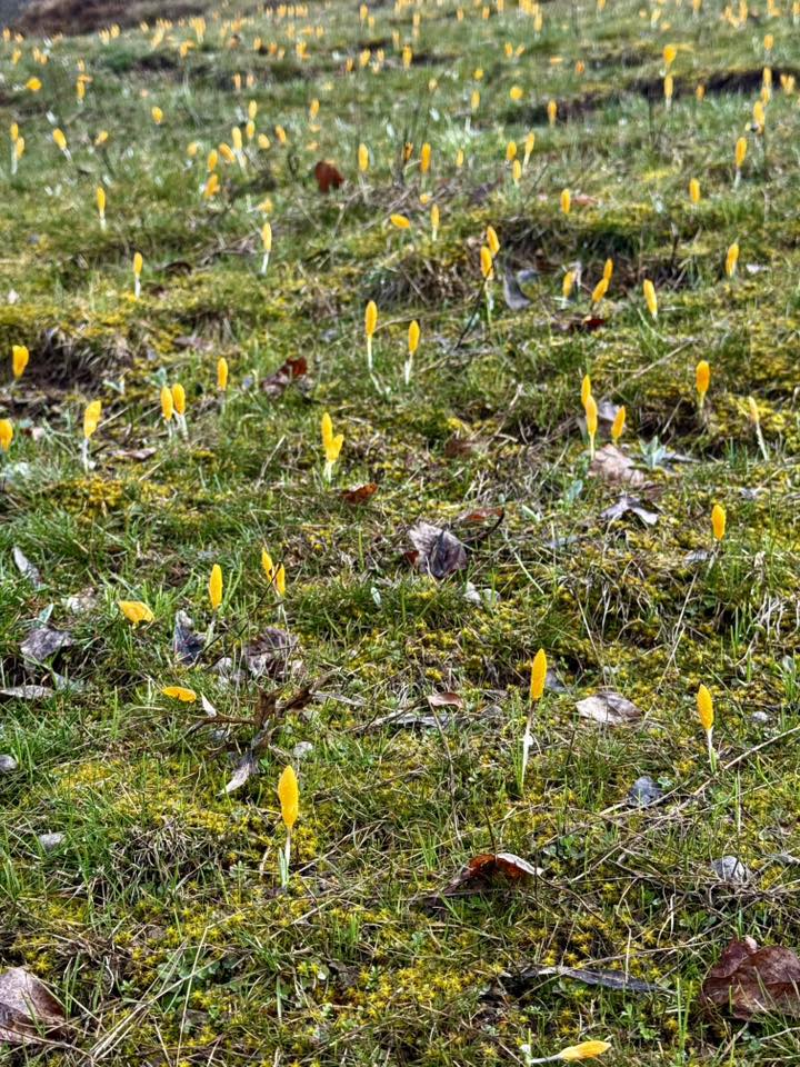 Baharın habercisi çiğdemler doğayı renklendirdi