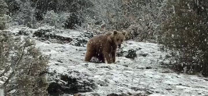 Boz ayı kameralara yansıdı