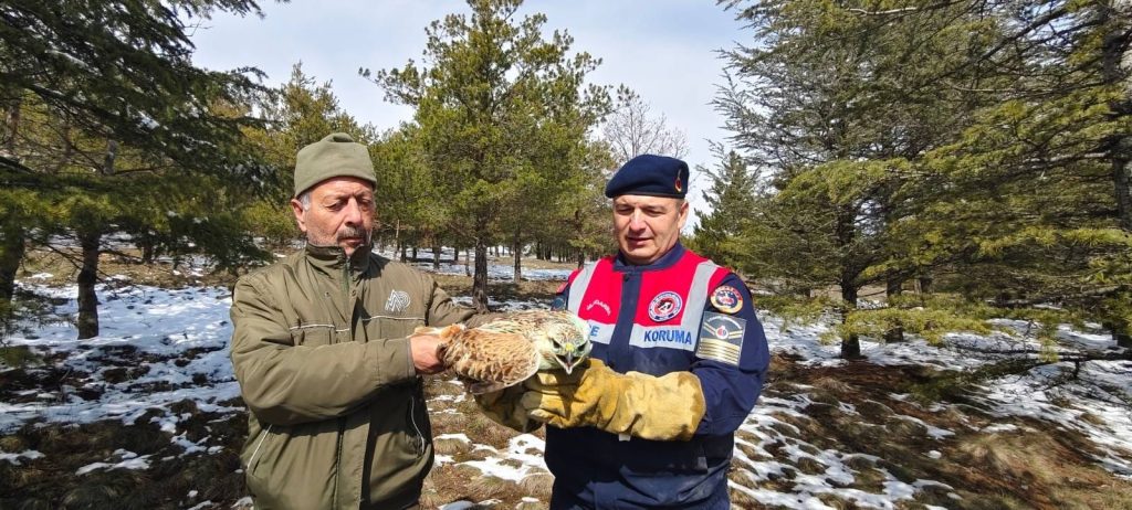 Yaralı şahin jandarma ekiplerince kurtarıldı