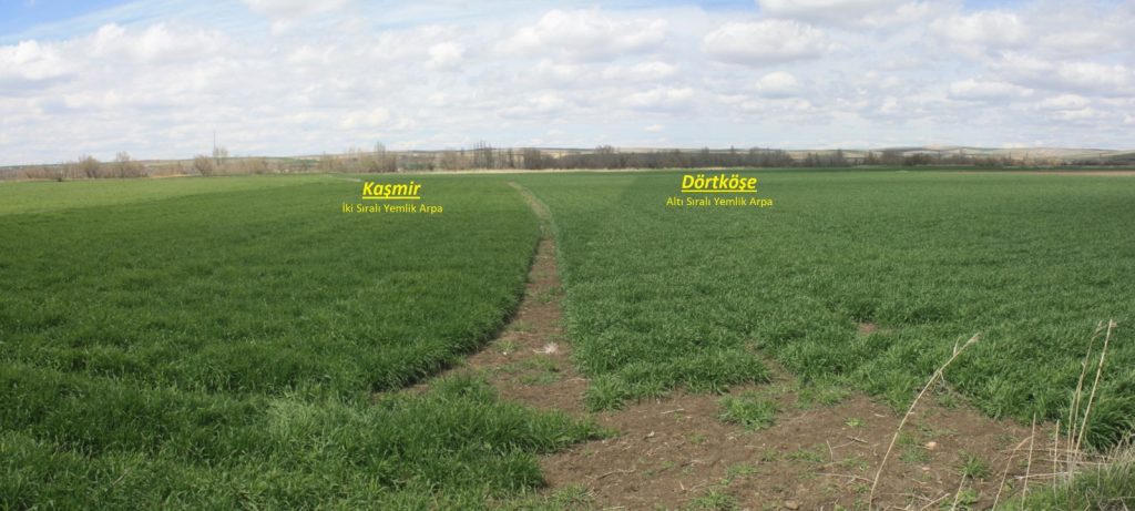  Yozgat’ta Yerli Tohum üretimi yaygınlaşıyor