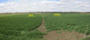  Yozgat’ta Yerli Tohum üretimi yaygınlaşıyor