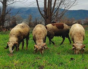 Kurban vekaleti yurt İçi 18 bin TL, yurt dışı 7 bin TL