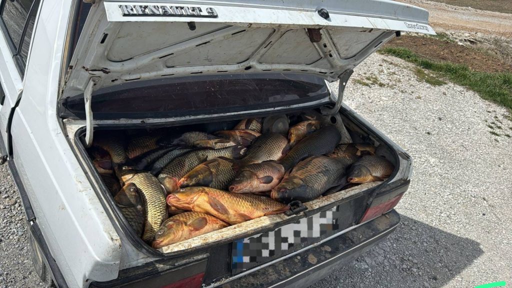 Arabanın bagajında 250 kilo kaçak sazan ele geçirildi