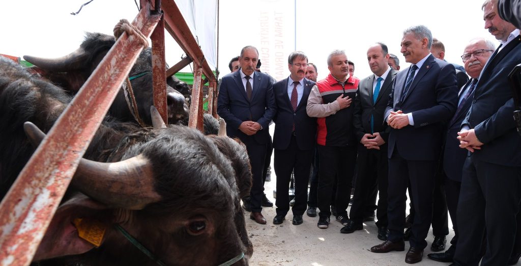 20 çiftçiye damızlık manda boğası verildi