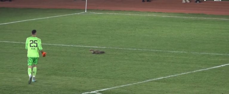 Bozokspor maçında sansar sahneye çıktı