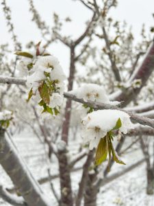 Yozgat’ta zirai don uyarısı