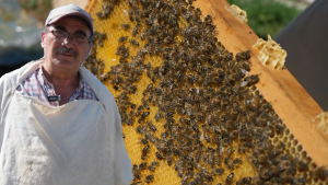 Yağışlar arıları kovana hapsetti