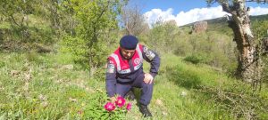 Cehirlik lalesi koruma altında