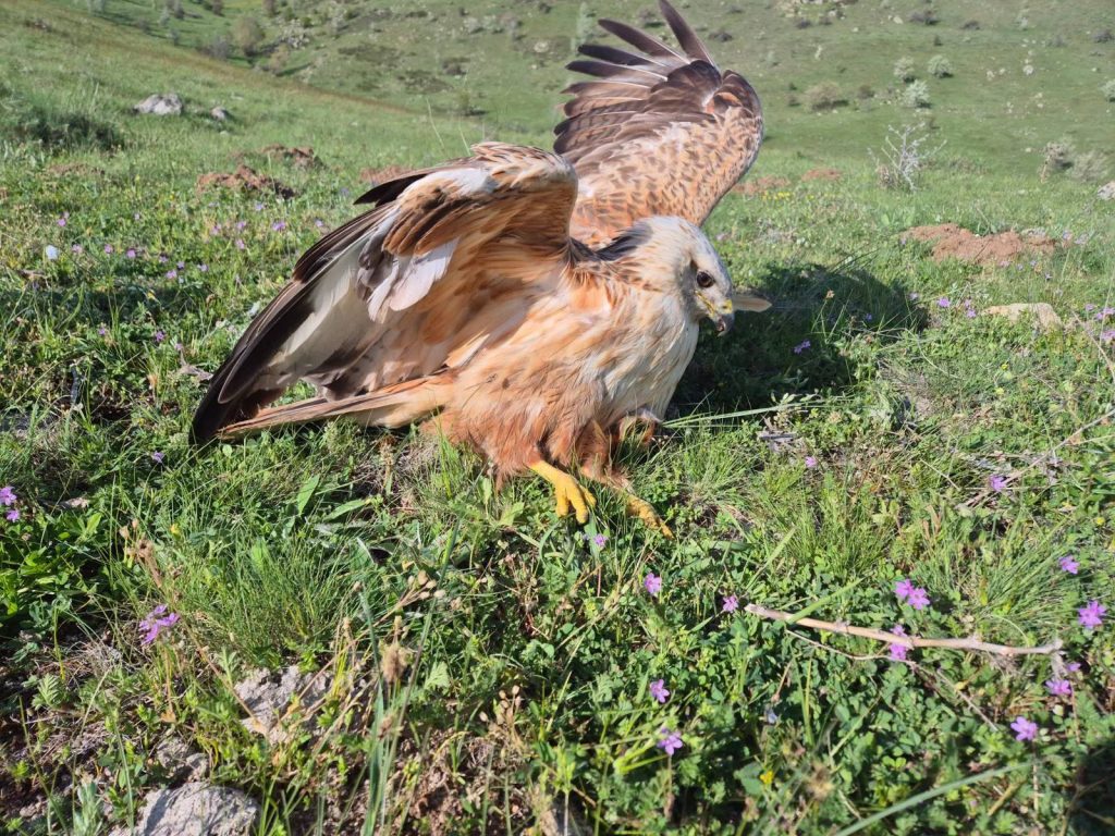 Yaralı kızıl şahin altına alındı