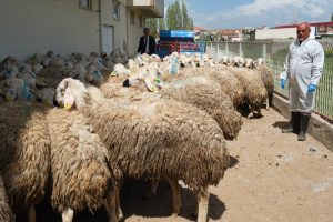 60 çiftçiye 120 damızlık koç dağıtıldı
