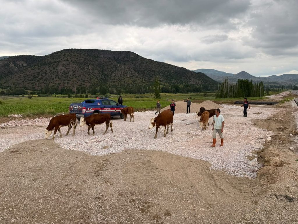 Kayıp hayvanlar 3 kilometre uzakta bulundu