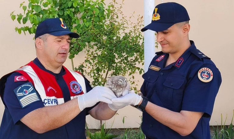 Yavru baykuşa jandarma şefkati