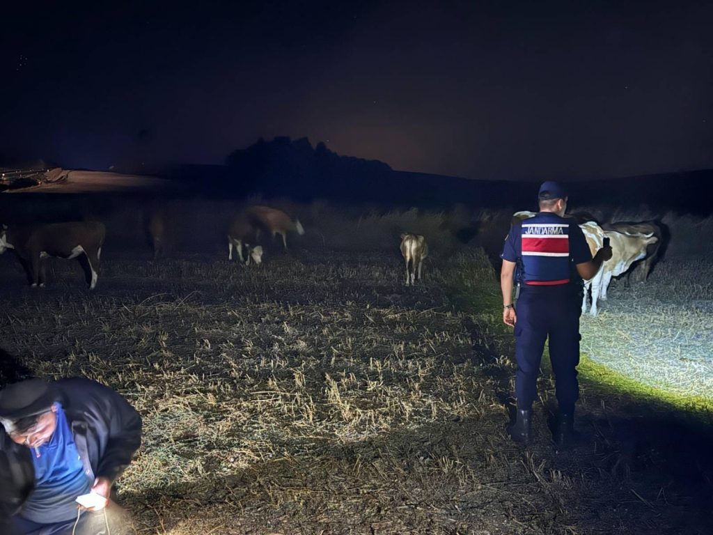 Kayıp hayvanlar jandarma tarafından bulundu