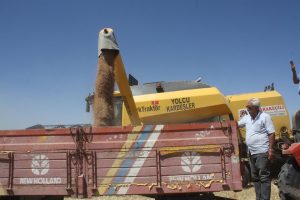 Buğdayda dekara 827 kilogram verim