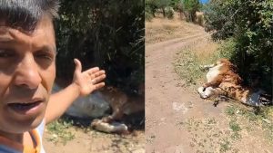 Yol kenarında telef olmuş büyükbaş hayvan bulundu