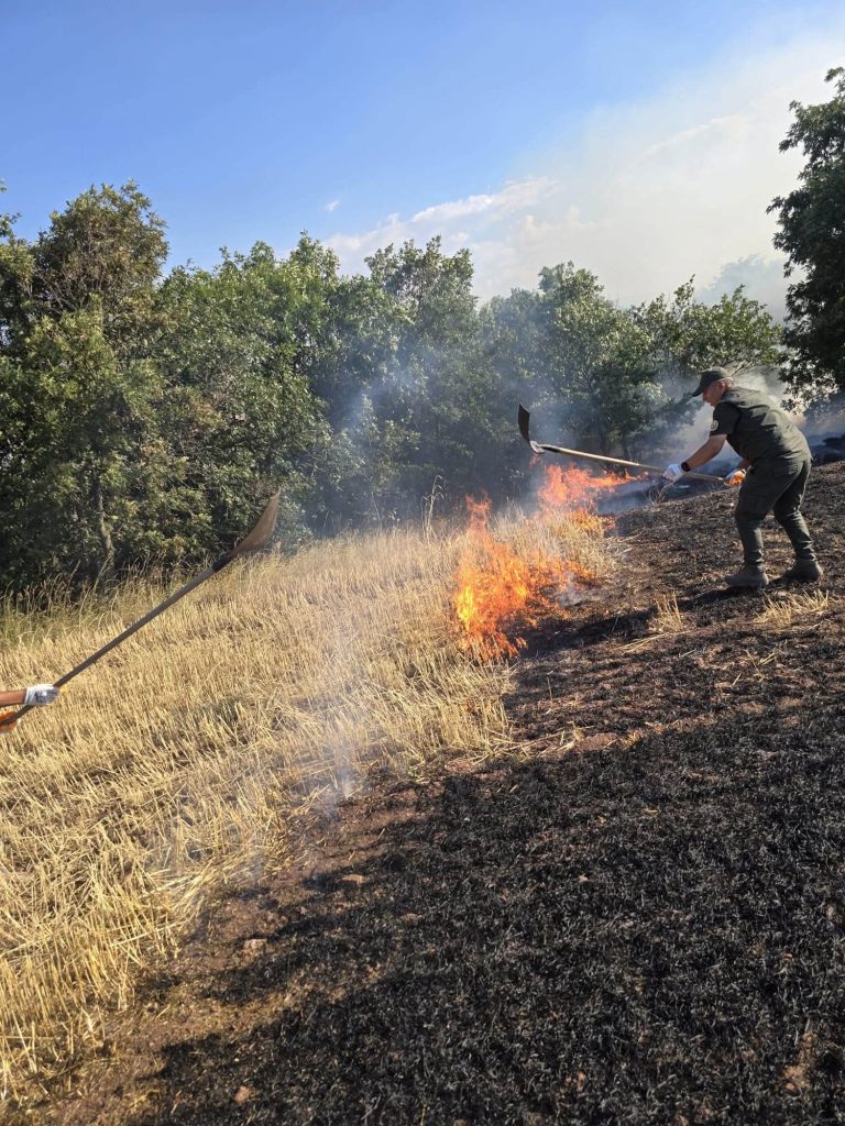 Anız yangını ormanlık alana sıçradı