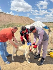 Kayıtsız köpeğe 10 bin 423 lira ceza