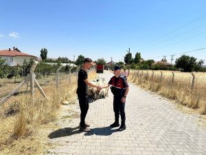 Kayıp küçükbaş hayvanlar sahibine teslim edildi