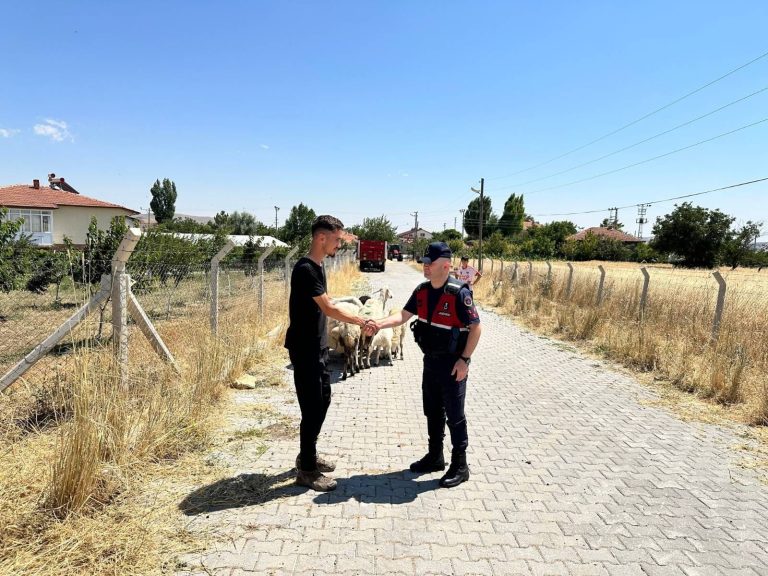 Kayıp küçükbaş hayvanlar sahibine teslim edildi