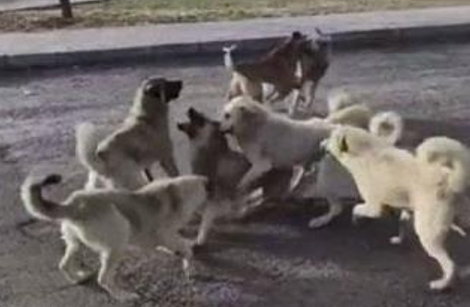Köpek boğuşması çobanın ölümüyle bitti