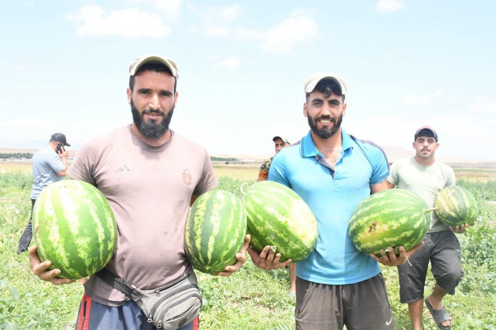 Sekili karpuzu hasada “merhaba” dedi