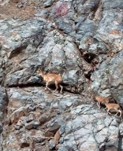 Dağ keçisi ve iki yavrusu dronla görüntülendi