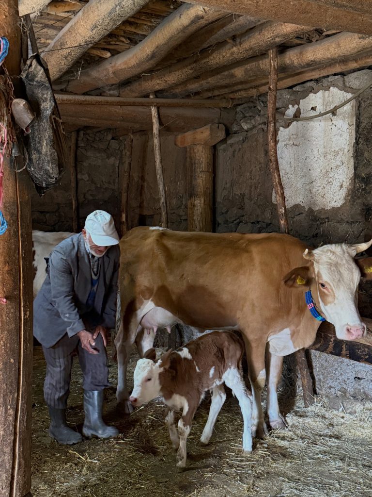 Orman köylülerine hayvancılık desteği