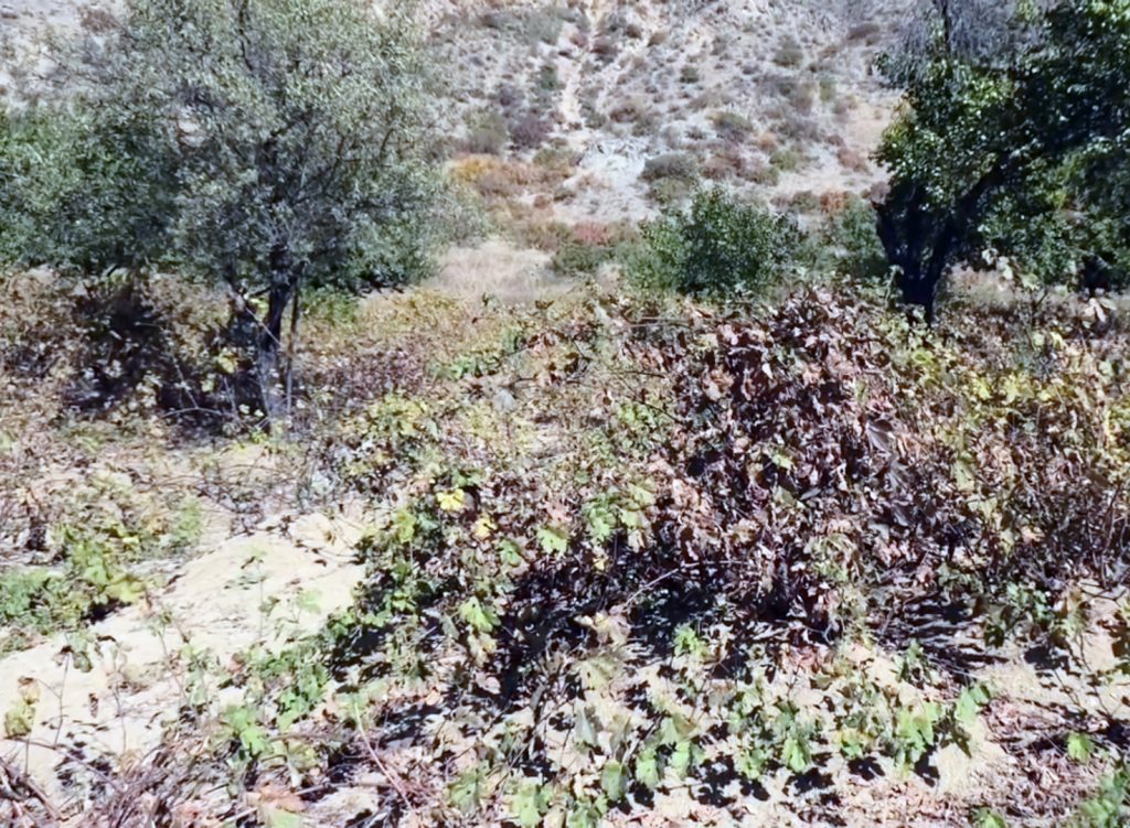 Köyler boşaldı, bağlar bakımsız kaldı