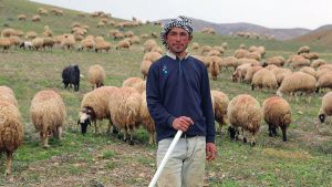 Çobana çözüm Afganistan’dan