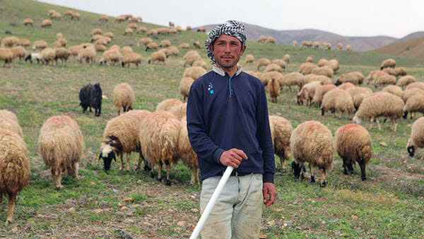 Çobana çözüm Afganistan’dan